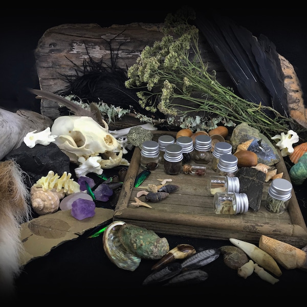 Natural History Oddities Mystery box - Ethically sourced Skull in each box - Goblincore Vulture culture décor bones insects skins sheds jars