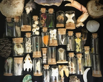 Oddities Mystery box | Curiosities collection cabinet | Skulls bones teeth claws| Vulture culture personalized gift