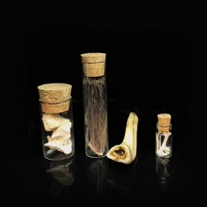 Curated Oddities and Curiosities Gift box,  Miniature  vials set, curio cabinet,  vulture culture, altar decor, naturalist gift