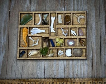 Oddities and Curiosities miniature dollhouse display - natural history mystery box gift set- wall decor cottagecore whimsygoth