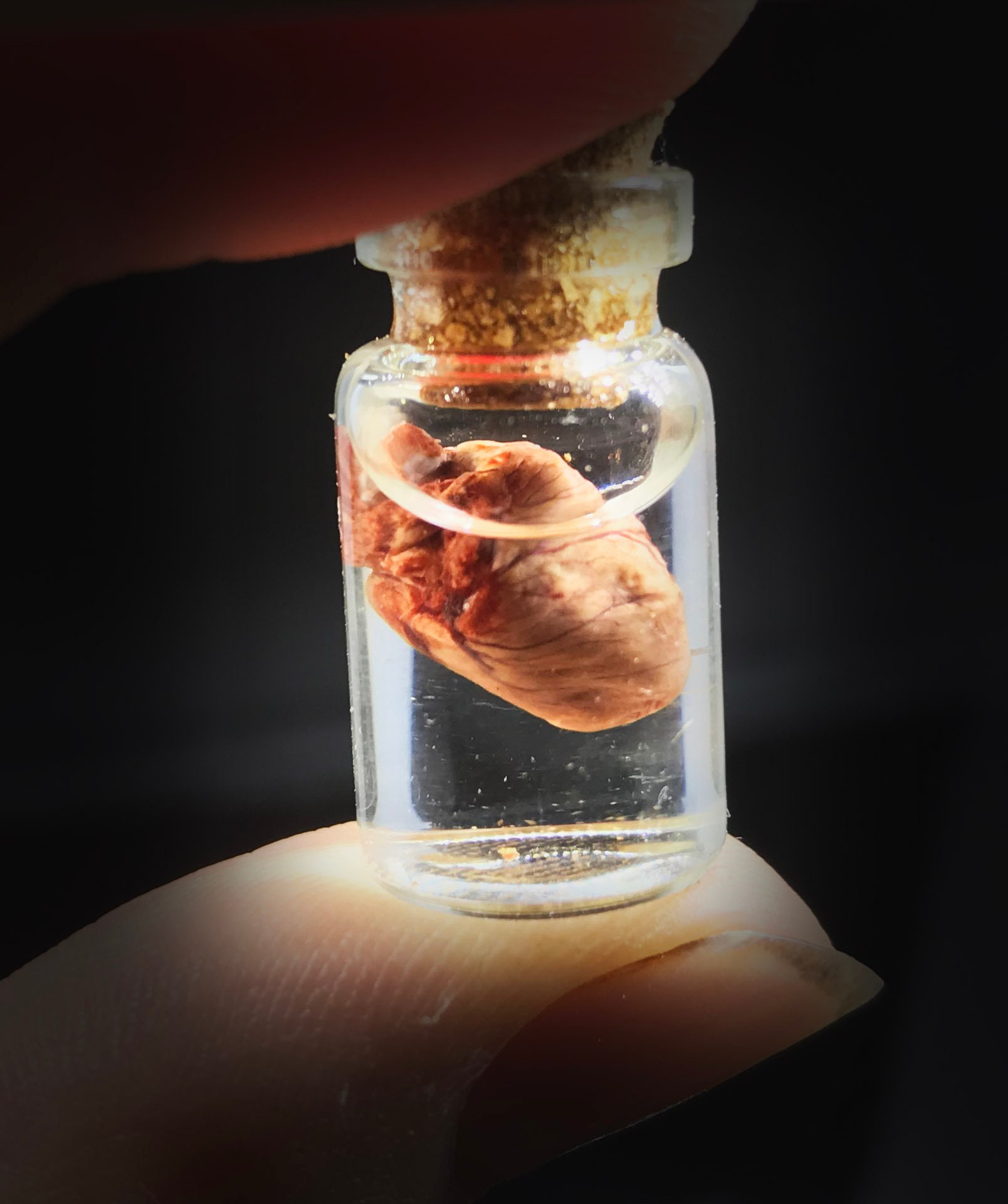 Mystery box wet specimens box oddity natural history Etsy