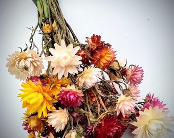 35 stem British Dried strawflower bunch, helichrysum flower bunch direct from UK farm , bouquets, dried strawflowers, DIY wedding flowers