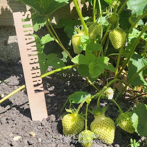Laser Cut Garden Markers SVG | 60 Vegetable Herb and Fruit Plant Labels | Digital File for Glowforge LightBurn xTool Cricut etc