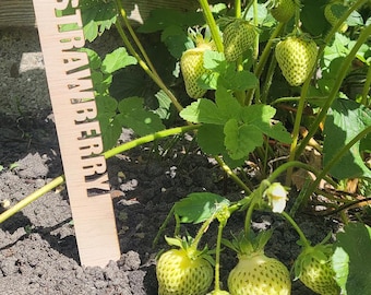 Marcadores de jardín cortados con láser SVG / 60 etiquetas para plantas de verduras, hierbas y frutas / Archivo digital para Glowforge LightBurn xTool Cricut, etc.