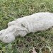 see more listings in the Stone Animals section