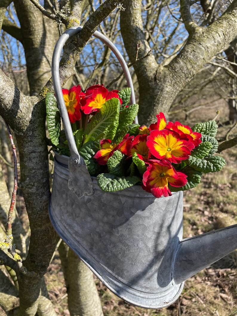 Galvanised Zinc Watering Can Hanging Wall Planter Pot Etsy