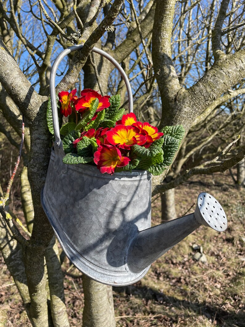 Galvanised Zinc Watering Can Hanging Wall Planter Pot Etsy