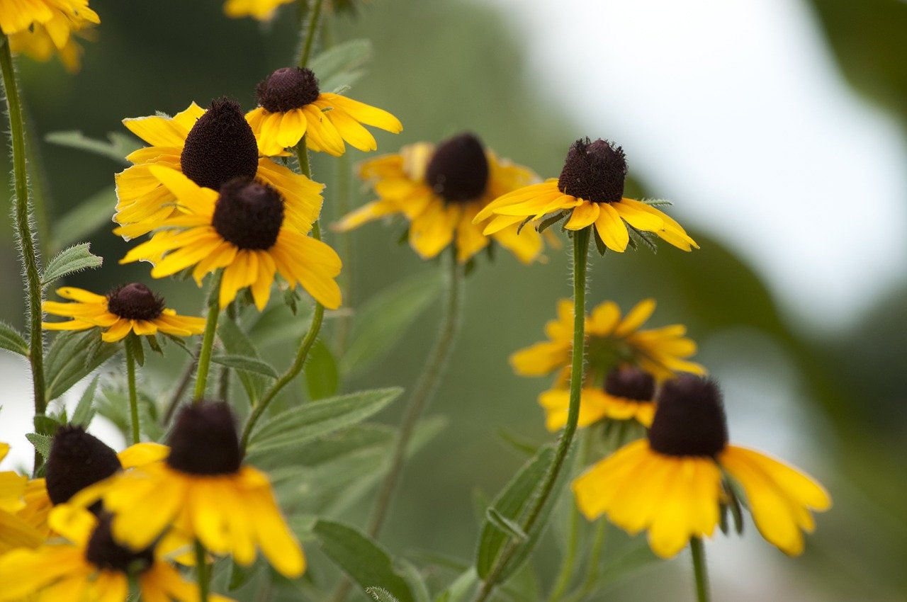 Black Eyed Susan Seeds Buy 2 get one free Etsy