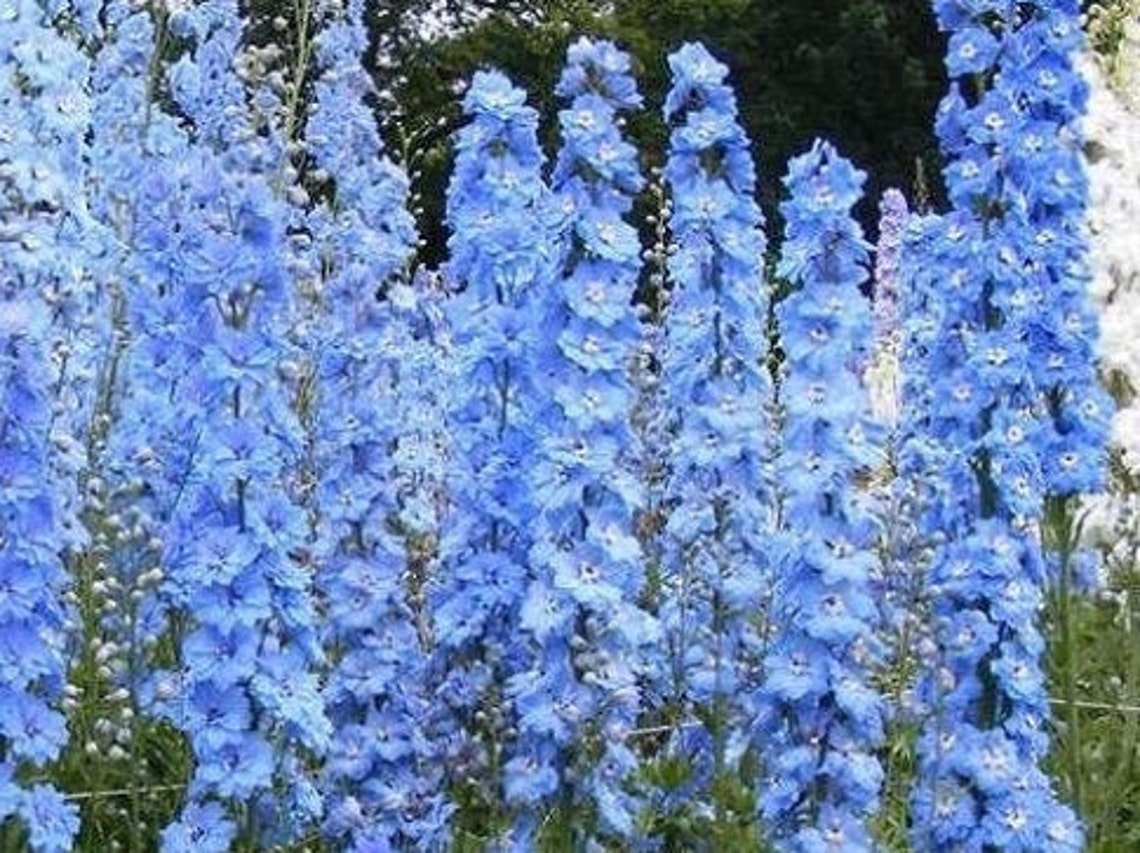 25 Delphinium Seeds Pacific Giant Series Summer Skies Etsy