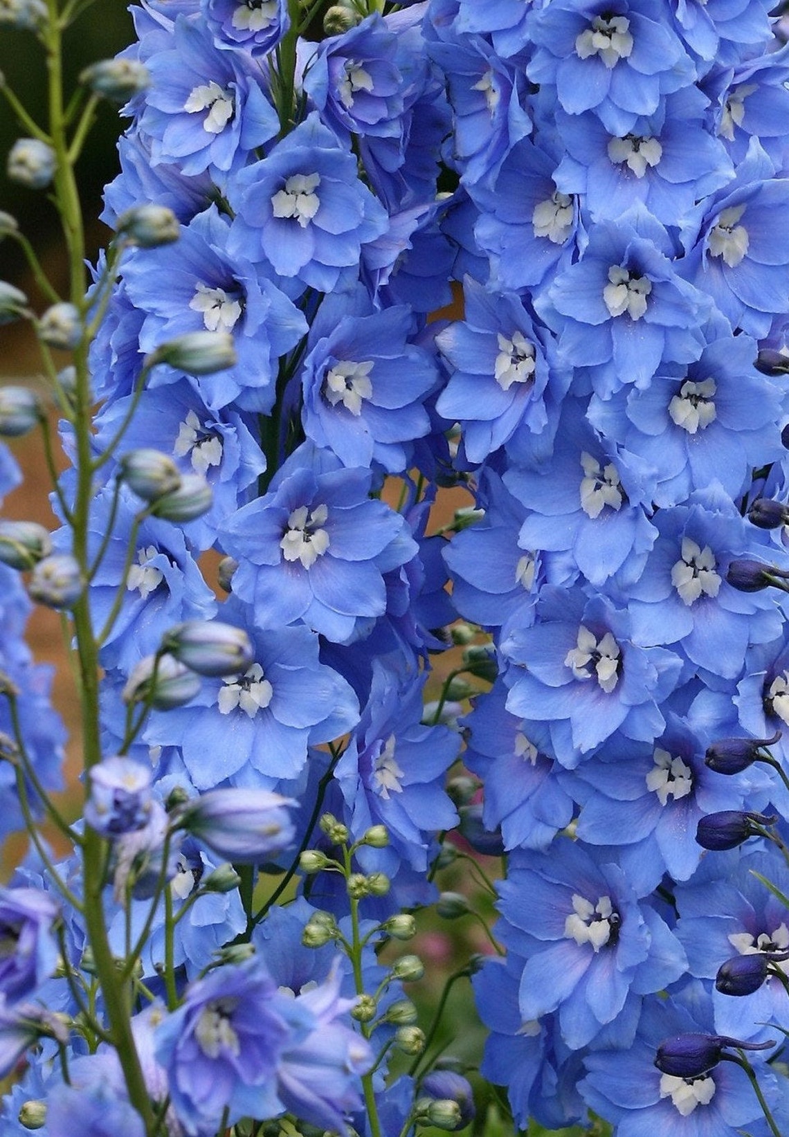 25 Delphinium Seeds Pacific Giant Series Summer Skies Etsy