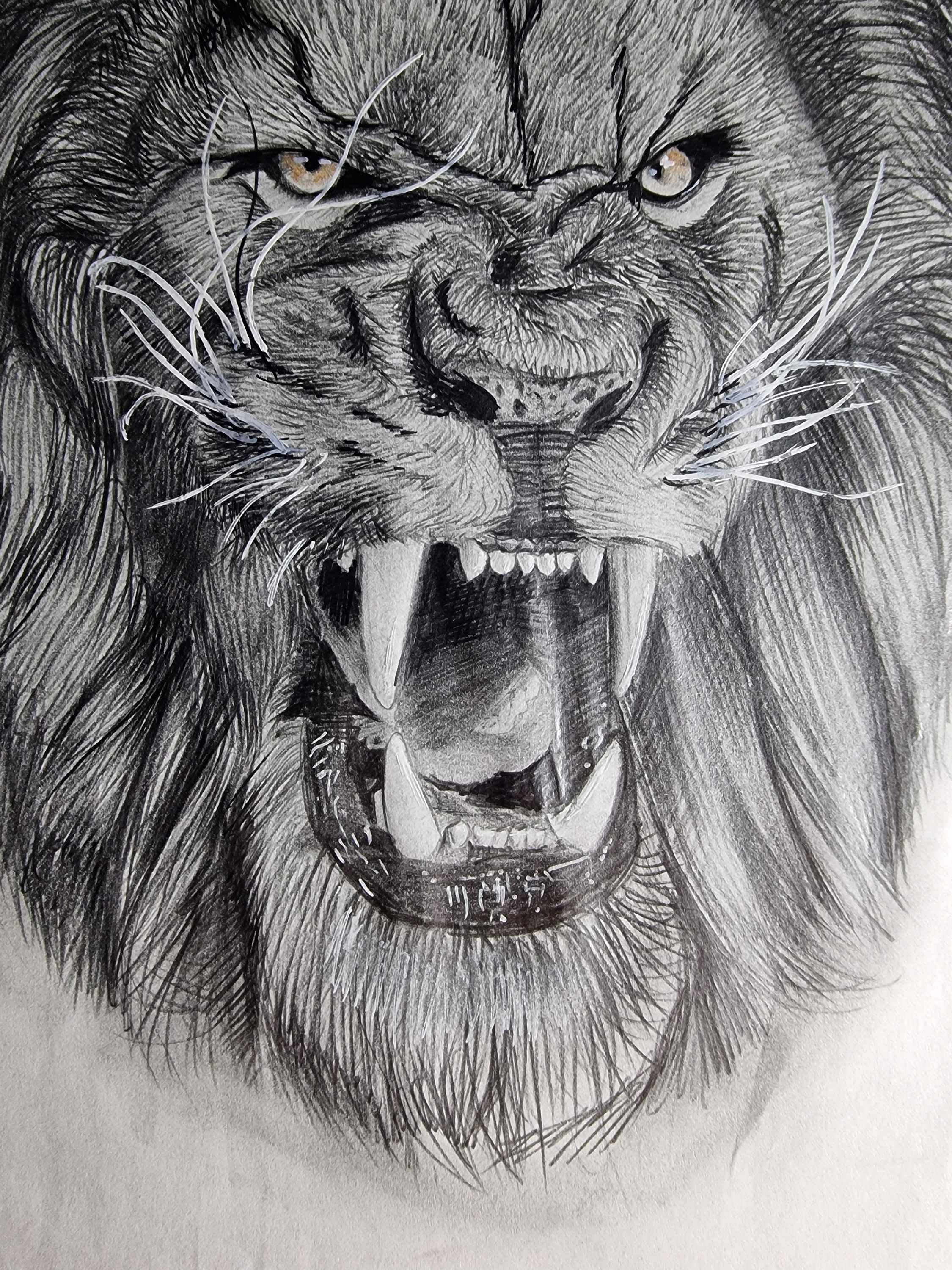 Roaring Lioness Drawing