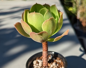 Aeonium Arboreum 'Velour' x 3