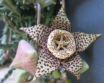 Orbea Variegata (Carrion Flower)