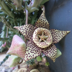 Orbea Variegata (Carrion Flower)