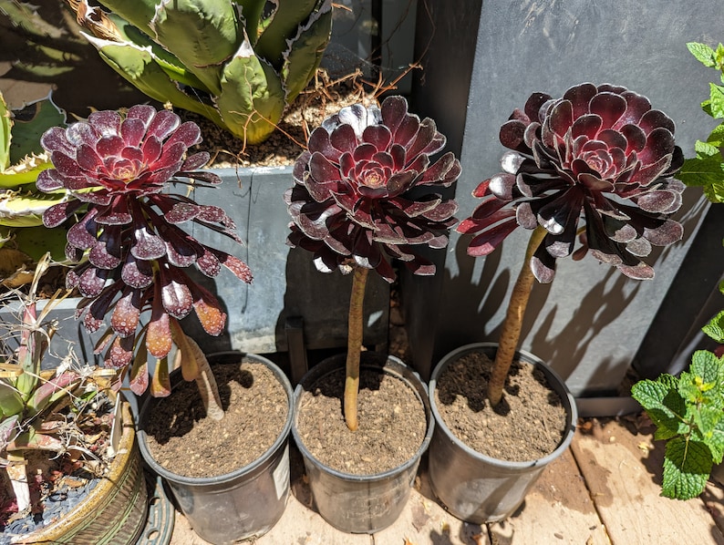 Aeonium Arboreum 'Zwartkop' x 3 image 6