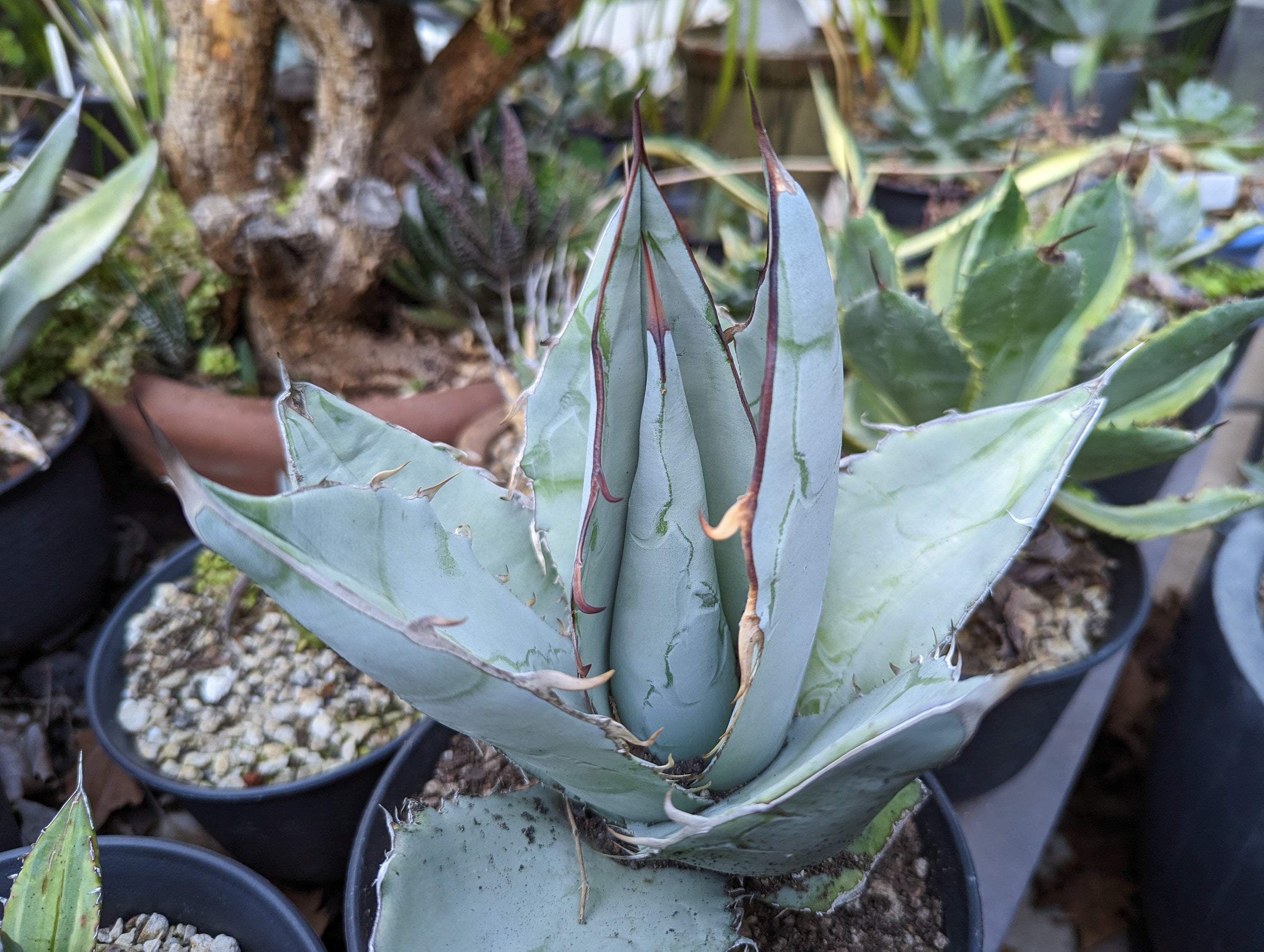 Agave Titanota 'white Ice' - Etsy
