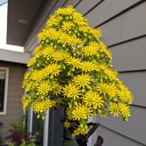 Aeonium Arboreum 'Zwartkop' x 3 image 5