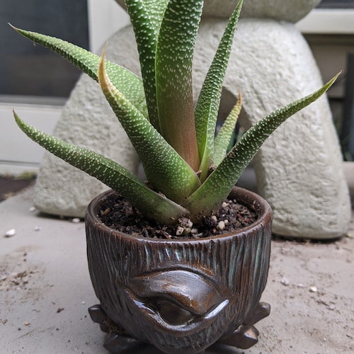 Heat Pack 72Hrs - Ecuagenera California