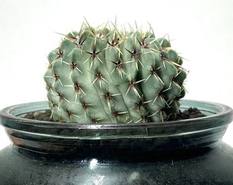 Notocactus Buiningii - Rare Barrel Cactus