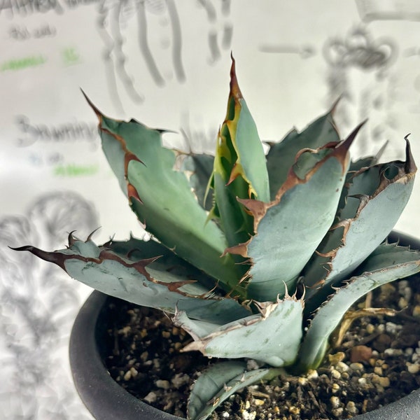 5” Agave Titanota black and blue