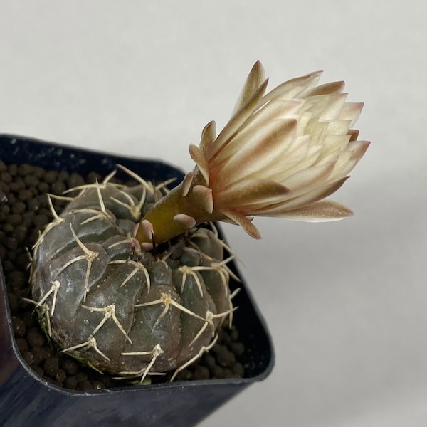 Gymnocalycium Berchtii - Flowering Cactus