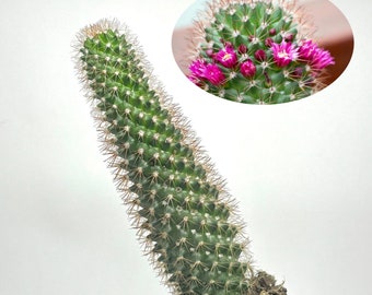 Mammillaria Spinosissima- tall Pincushion Cactus