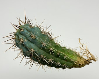 Browningia Hertlingiana Blue Cactus