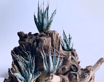 Agave Utahensis Eborispina Pup