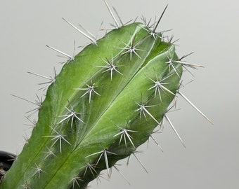 Stenocereus pruinosus - Gray Ghost Organ Pipe