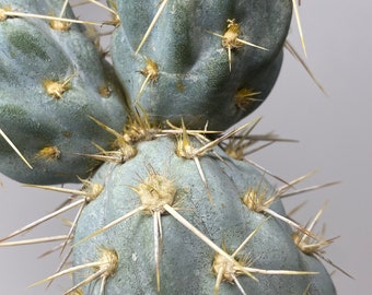 Miqueliopuntia miquelii Rare Blue Cactus Rooted