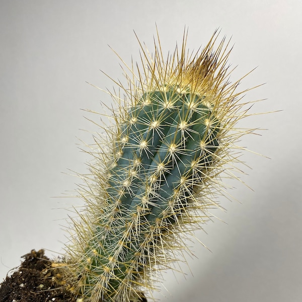 Pilosocereus calcisaxicolus, Hairy Blue Cereus Cactus