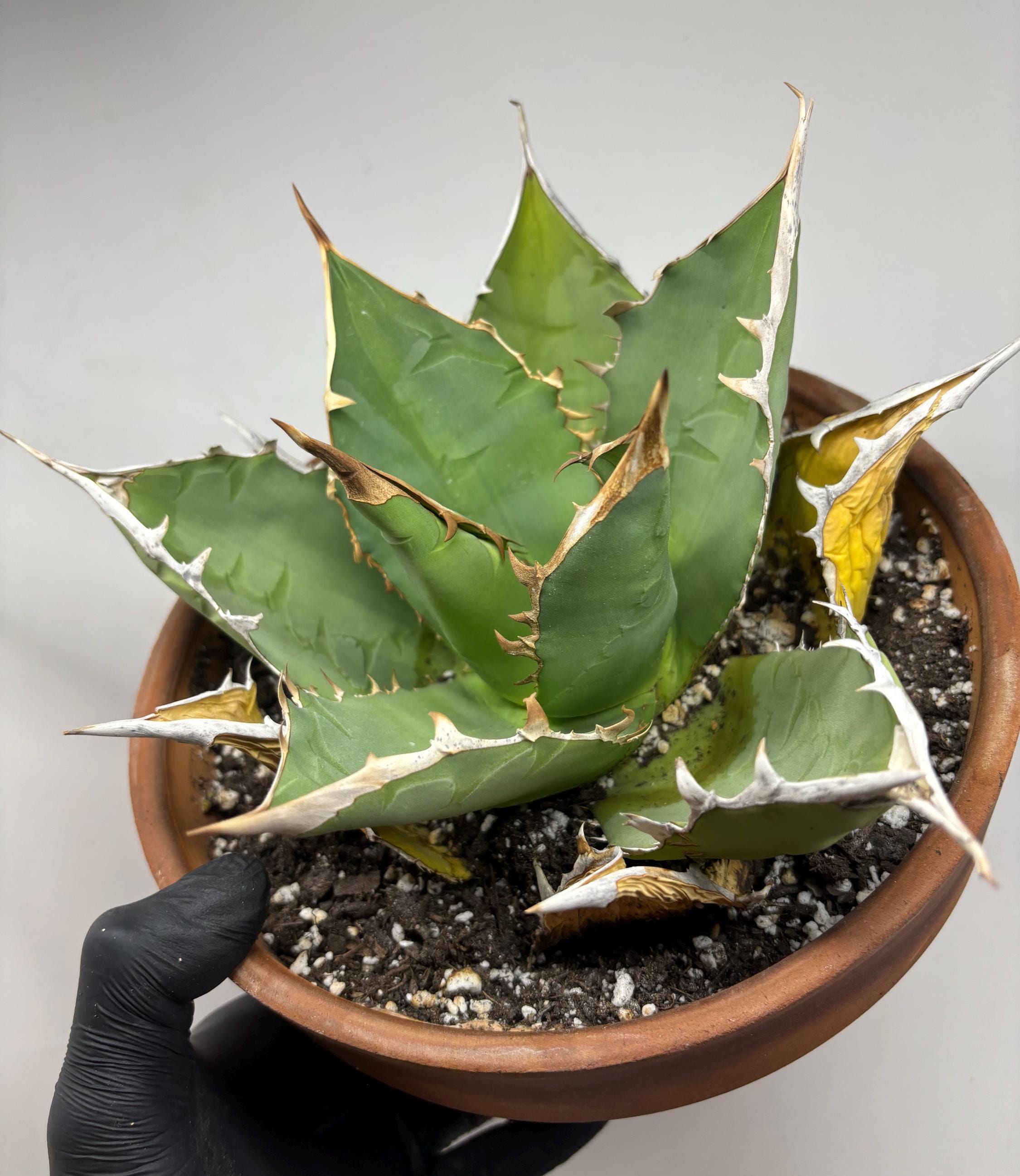 Agave Oteroi - Etsy Agave Oteroi - Etsy