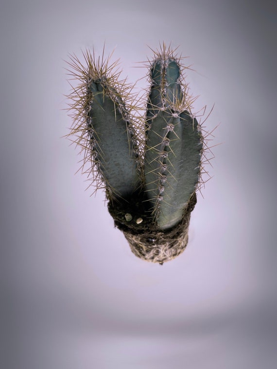 Cereus Forbesii 3 Candlestick Cactus Etsy
