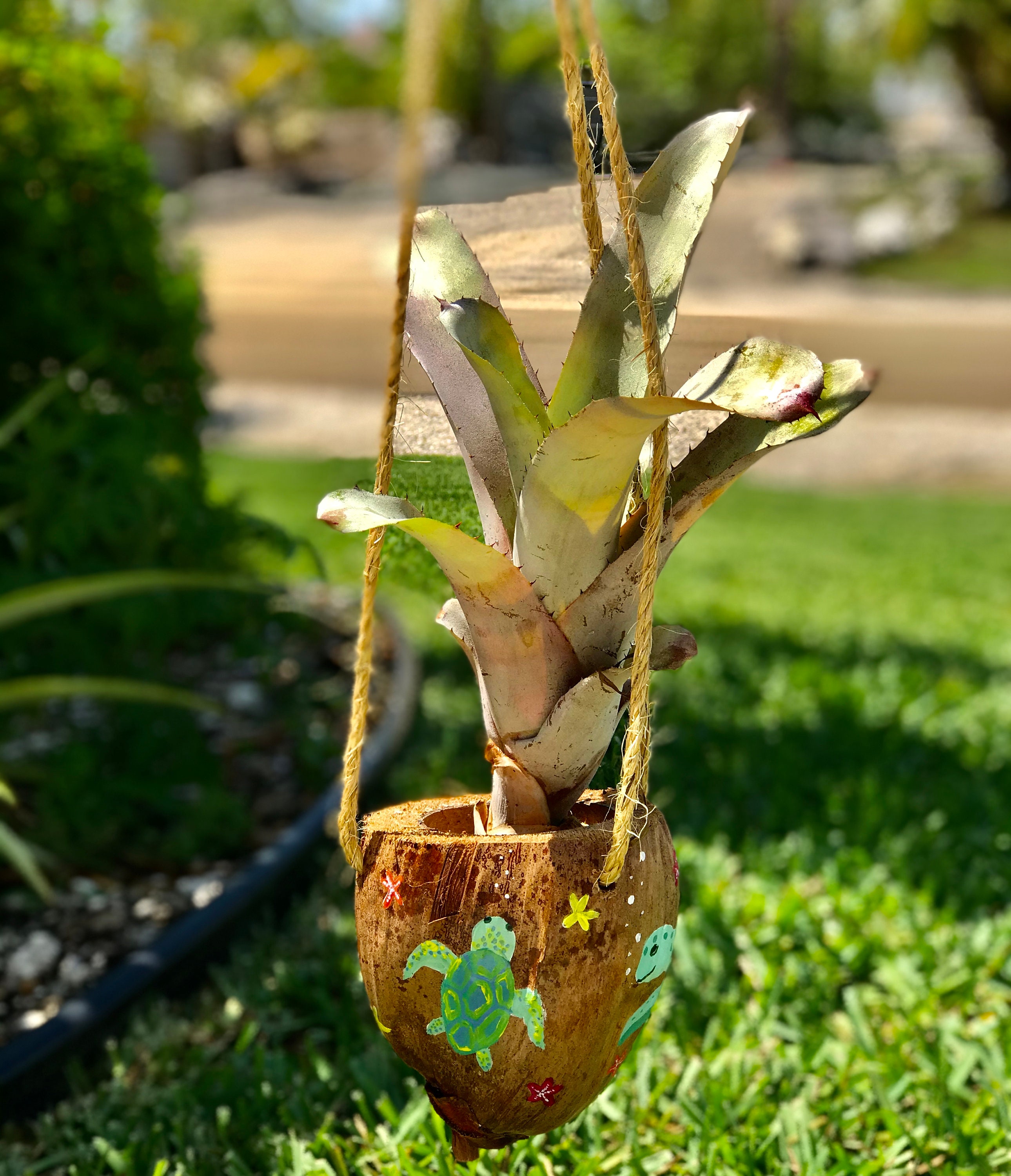 Coconut planter Etsy