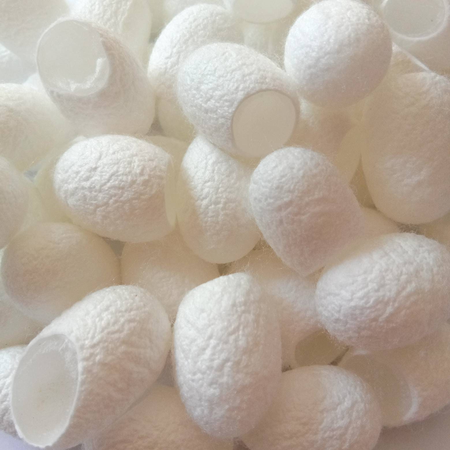 BULK 100 500 Quality large natural silk cocoons Organic Etsy