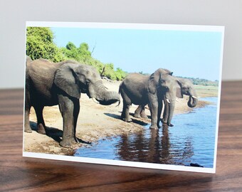 Elephant Postcard