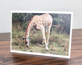 Carte postale de girafe