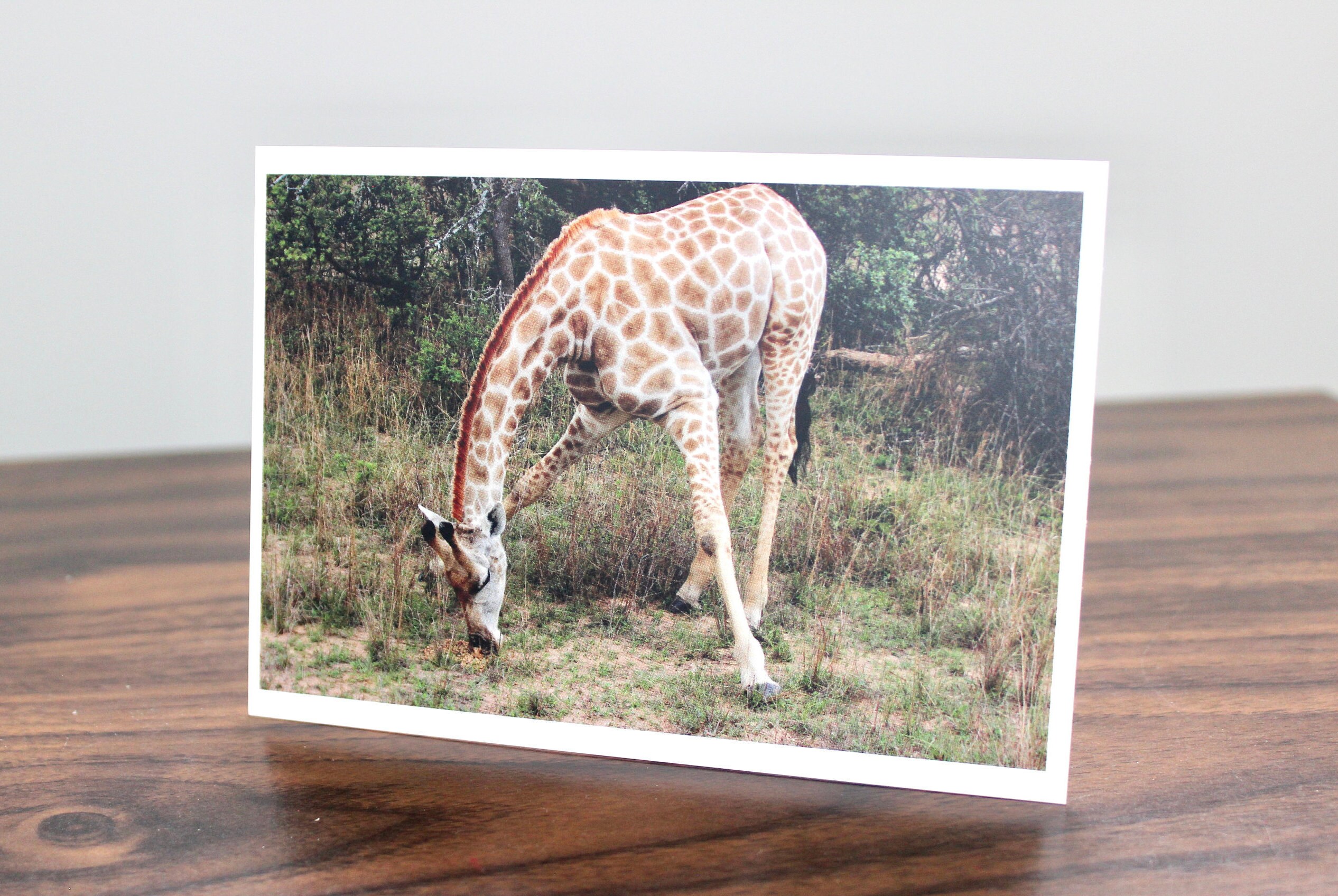 Giraffe Postcard
