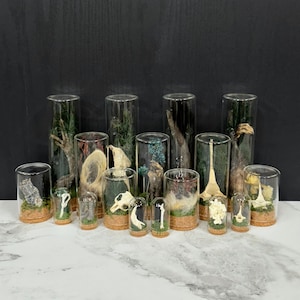 Mystery Oddity Vials, Small-Jumbo Sized Ethically & Sustainably Sourced Curio Glass Displays