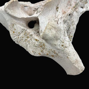 May include: Close-up of a weathered, off-white bone fragment against a black background. The bone has a rough texture with visible cracks and small holes. Patches of yellow-green lichen add color.