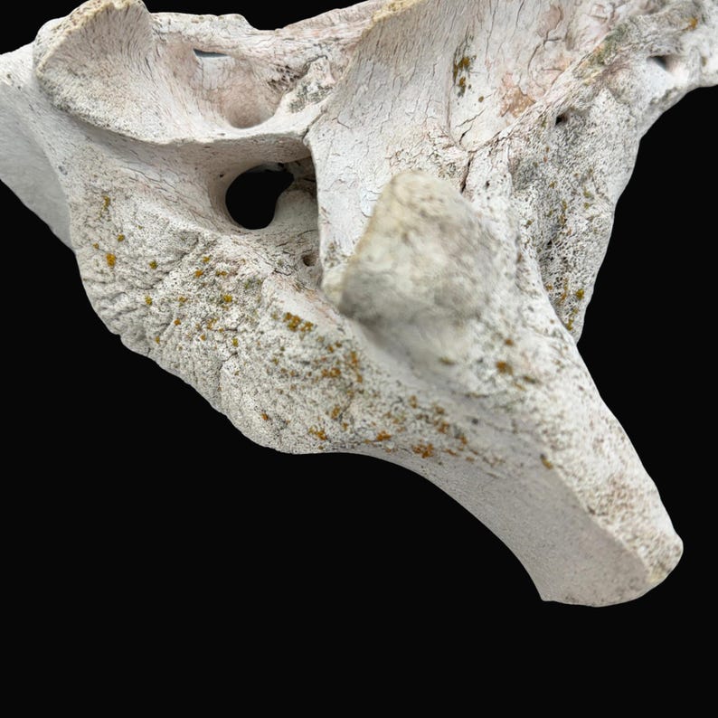 May include: Close-up of a weathered, off-white bone fragment against a black background. The bone has a rough texture with visible cracks and small holes. Patches of yellow-green lichen add color.