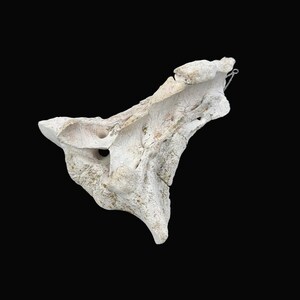 May include: A weathered, off-white bone fragment with a complex, irregular shape. The bone has a rough texture with visible holes and subtle green and brown discoloration. A small metal wire is attached to one end, suggesting it may be a decorative piece or part of a larger assemblage.
