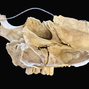 Puede incluir: Primer plano de un cr&aacute;neo de animal desgastado, blanquecino, con dientes y estructura &oacute;sea visibles. Una fina cadena plateada est&aacute; unida para colgarlo. El cr&aacute;neo tiene un aspecto natural y envejecido, con grietas e imperfecciones.
