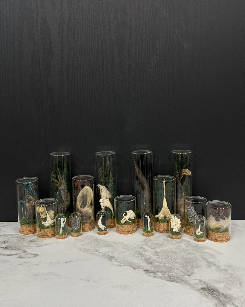 May include: A collection of various animal bones, skulls, and fur specimens displayed inside clear glass cylinders and small domes with cork bases. Each glass container features green moss at the bottom, housing natural skeletal remains.