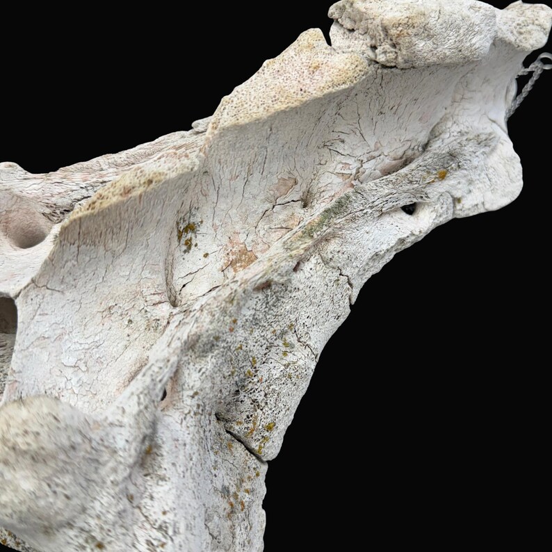 May include: Close-up of a weathered, off-white bone fragment against a black background. The bone has a rough, textured surface with visible cracks and subtle hints of green and brown discoloration, suggesting age and exposure.