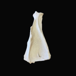 Cow Scapula/Shoulder Blade Bone, Imperfect Real Animal Bone