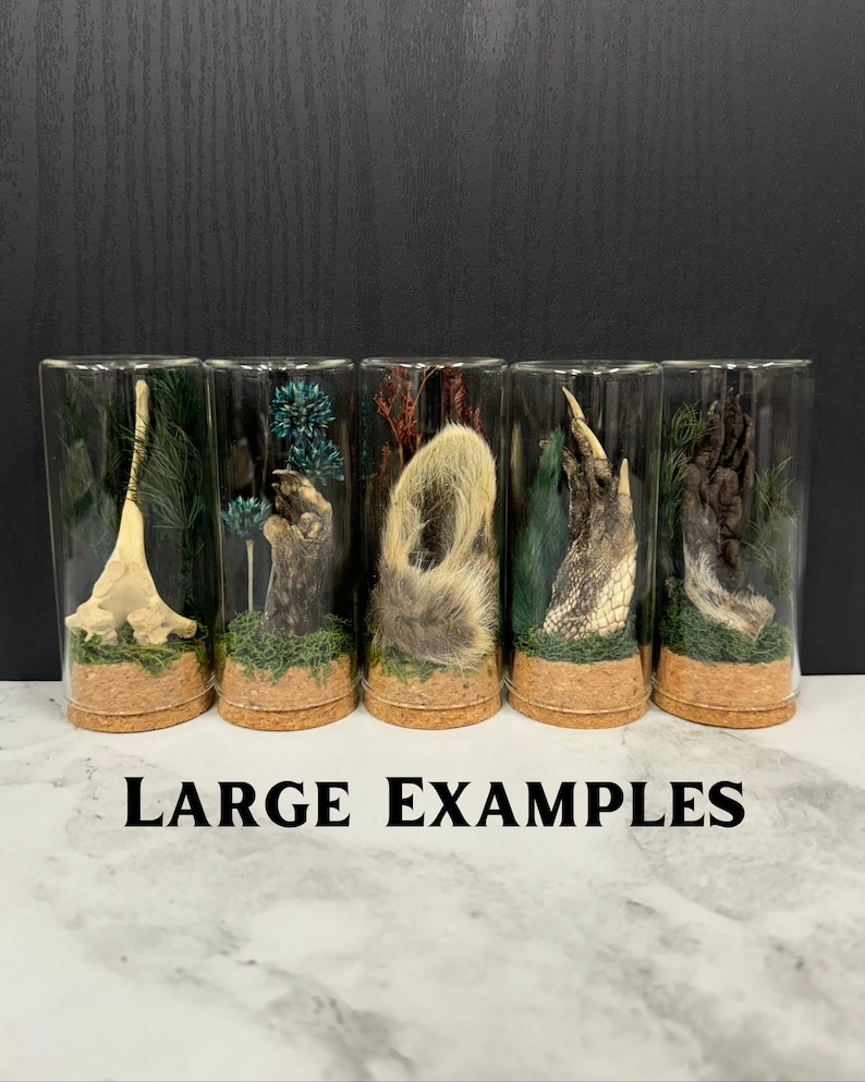 May include: Five cylindrical glass display jars with cork bases, each containing preserved animal specimens like bones, fur, and claws arranged on green moss with dried foliage. The text LARGE EXAMPLES is printed in black below the jars.