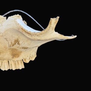 Puede incluir: Primer plano de un fragmento de cr&aacute;neo de animal desgastado sobre un fondo negro. El hueso es blanquecino con textura visible y una peque&ntilde;a cornamenta. Se adjunta un hilo blanco fino.