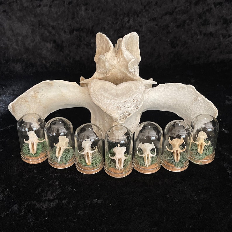 Rodent Skull & Moss Mini 1.75" Glass and Cork Oddity Curio Vial