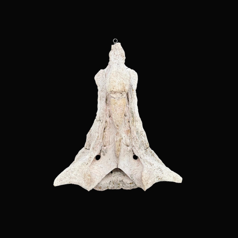 May include: A weathered, off-white bone carving against a black background. The bone has a textured surface with two circular holes and a small metal ring at the top. The carving has a symmetrical, stylized shape.